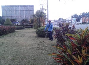 Dịch vụ trồng cỏ đậu sân vườn tại Tây Ninh