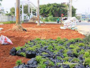 Dịch vụ trồng cỏ sân vườn đậu tại Bình Dương