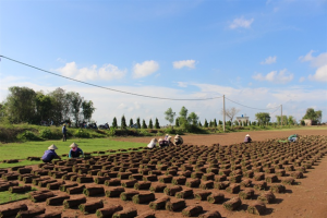 Công ty cung cấp giống cỏ nhung nhật tại Bình Phước