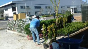 Công ty trồng cây xanh tại Thuận An Bình Dương