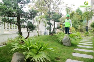 Dịch vụ trồng cỏ lá gừng nhung nhật cỏ đậu tại Thuận An Bình Dương