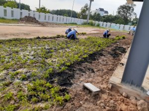 Dịch vụ trồng cỏ đậu ở Vsip Tây Ninh
