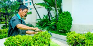 Công ty chăm sóc bảo dưỡng sân vườn tại Hồ Chí Minh