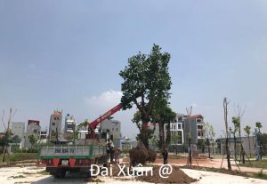 Đào vận chuyển cây xanh tại Sài Gòn