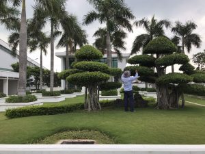Công ty chăm sóc cây bảo dưỡng sân vườn tại Hồ Chí Minh