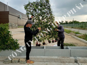 Công ty chăm sóc cây cảnh sân vườn tại Thuận An Bình Dương