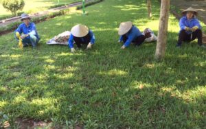 Chăm sóc cảnh quan ở Bình Dương