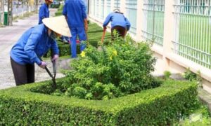 Đơn vị nhận chăm sóc cây xanh ở Bình Dương