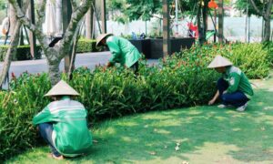 Công ty nhận chăm sóc cảnh quan sân vườn ở Bình Dương